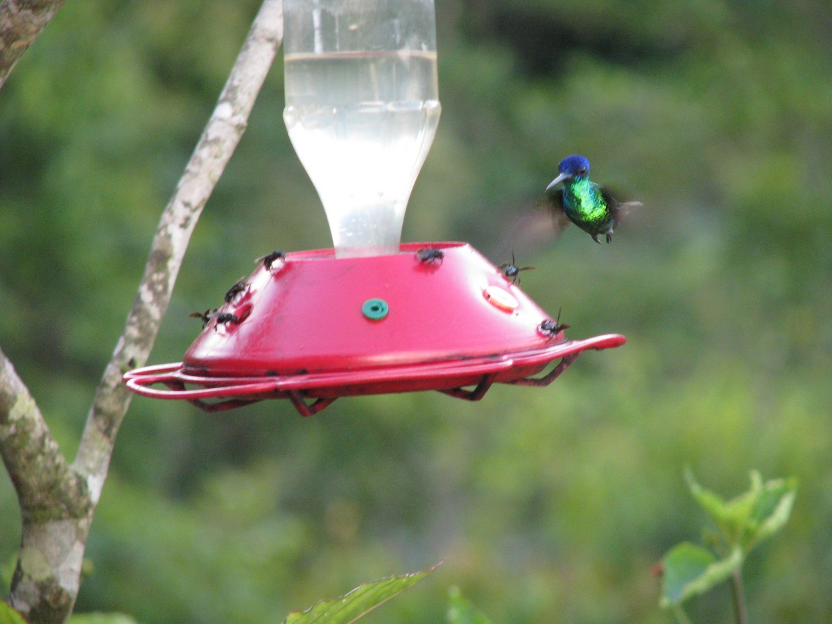 Golden-tailed Sapphire - ML644251748