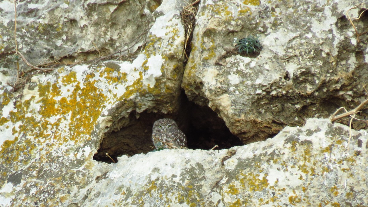 縱紋腹小鴞 - ML644251749