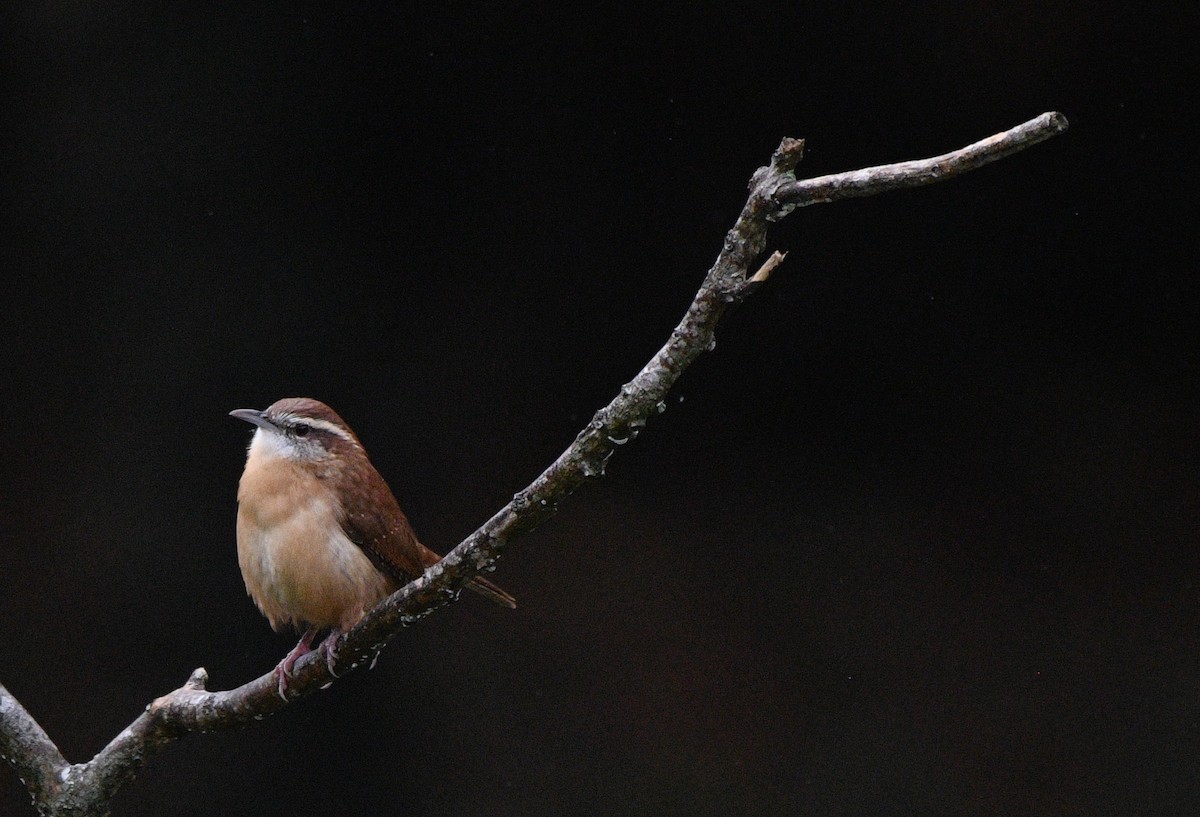 Carolina Wren - ML644251757