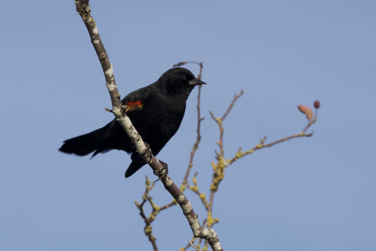 Red-winged Blackbird - ML644251758