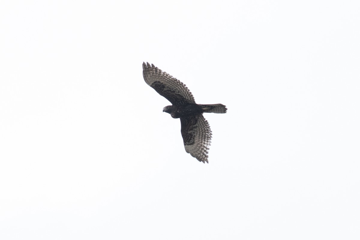 Red-tailed Hawk (Harlan's) - ML644251779