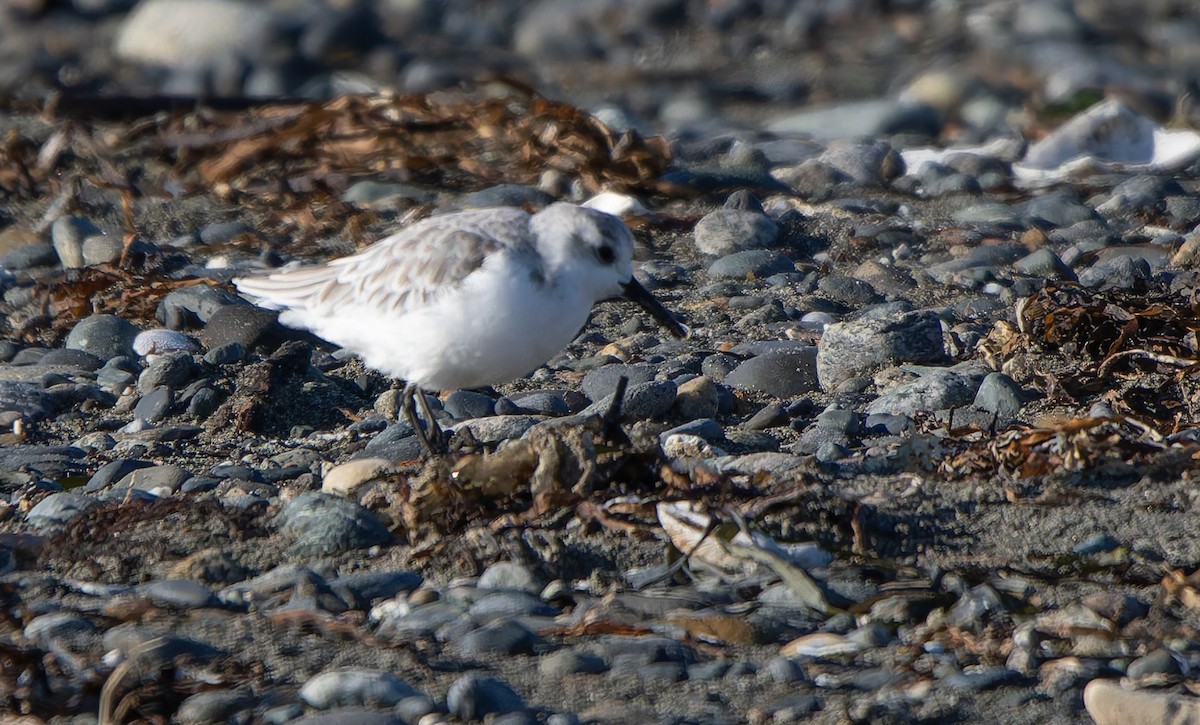 Txirri zuria - ML644251782