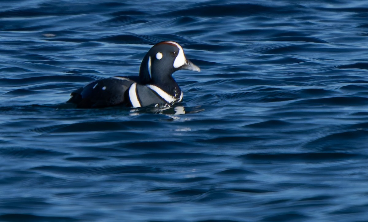 Ahate arlekina - ML644251783