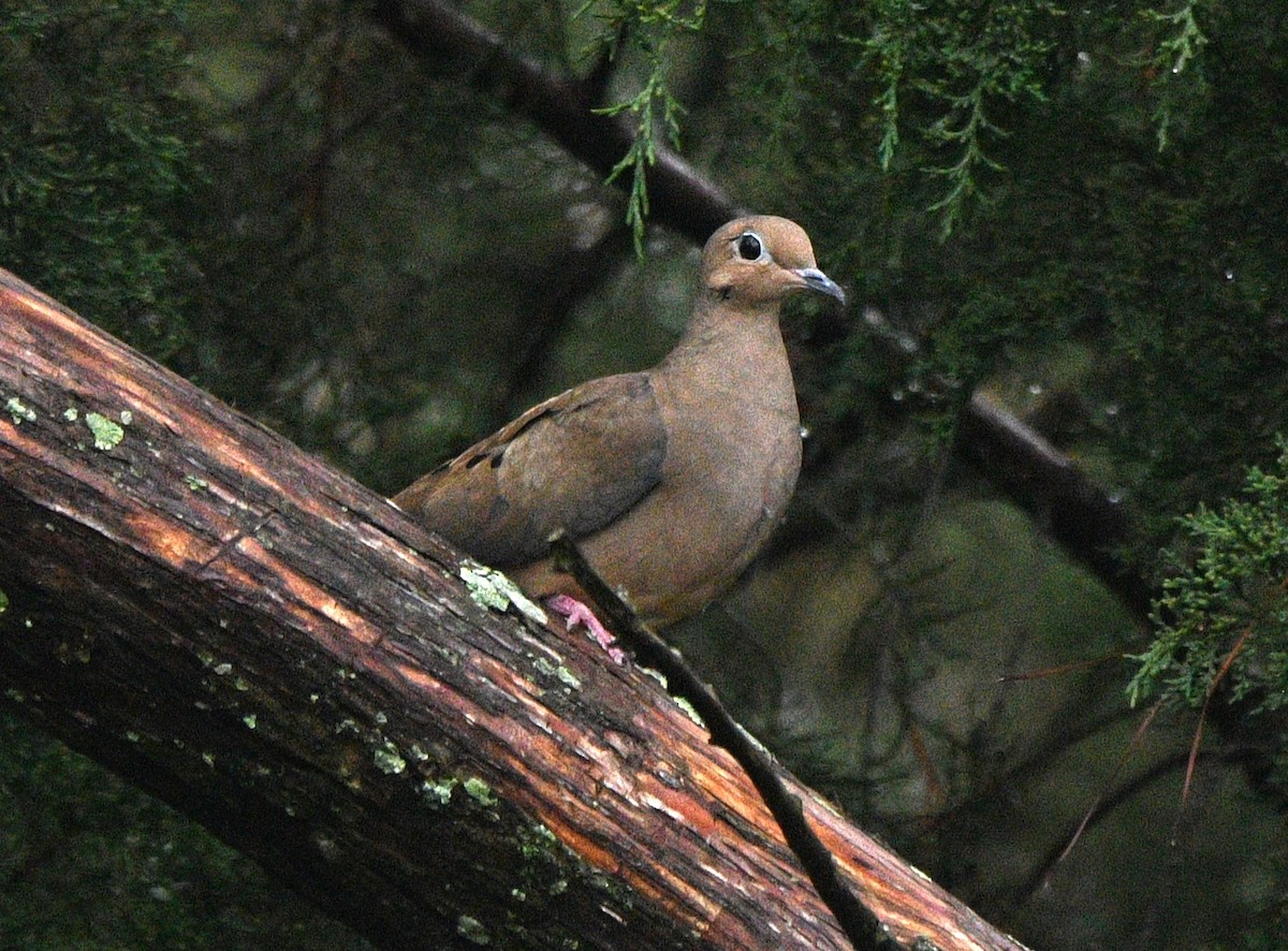 Mourning Dove - ML644251784