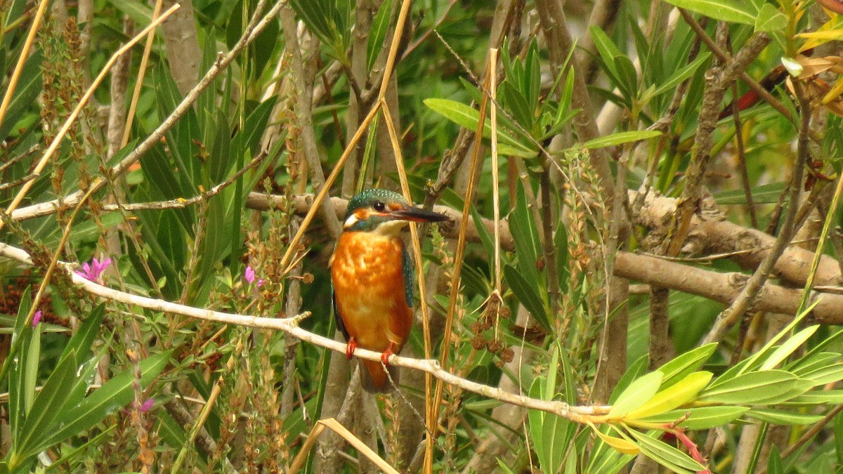 翠鳥 - ML644251786