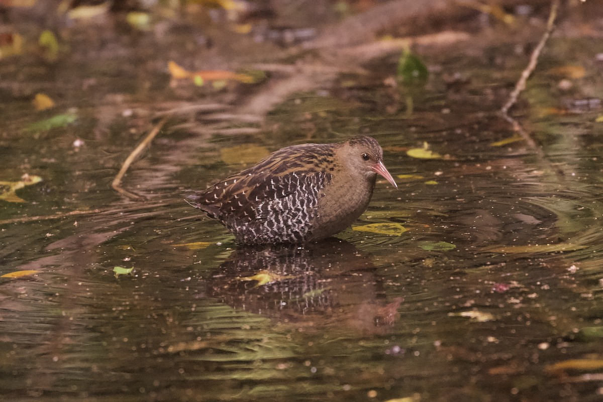 Lewin's Rail - ML644251792