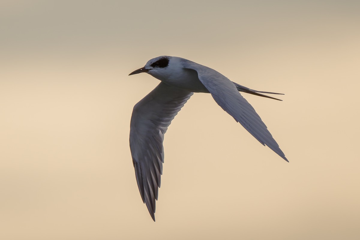 メリケンアジサシ - ML644251794