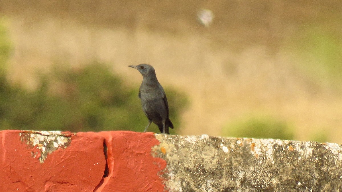 藍磯鶇 - ML644251795