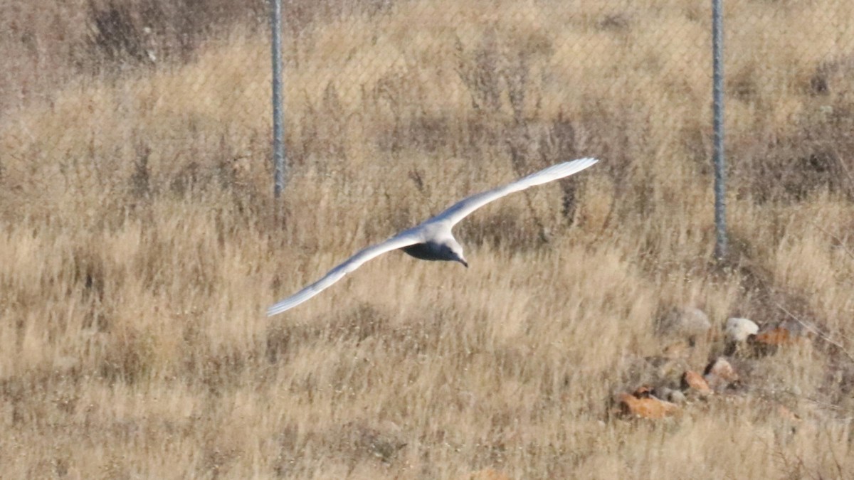 Бургомистр - ML644251800