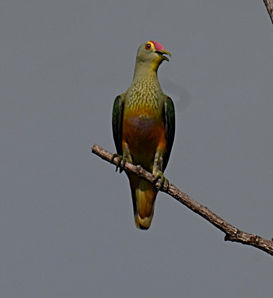Rose-crowned Fruit-Dove - ML644251803