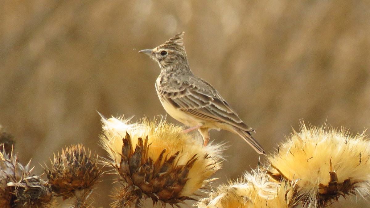 Thekla's Lark - ML644251805