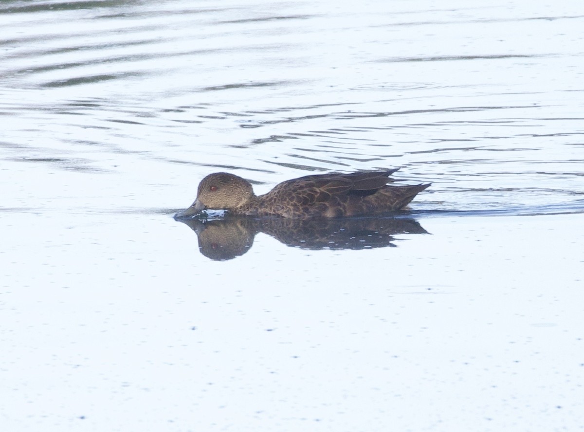 Zertzeta grisa - ML644251807