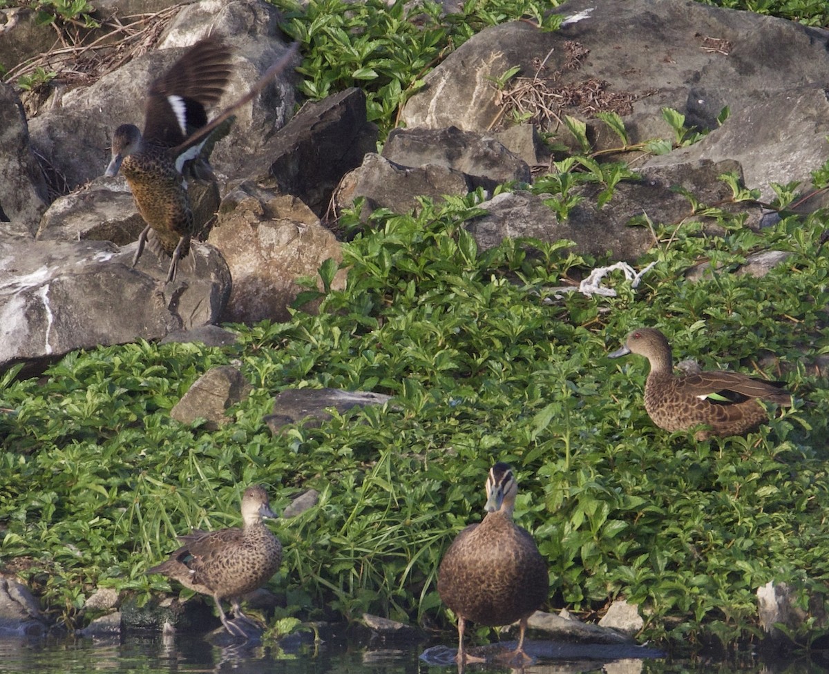 Zertzeta grisa - ML644251808