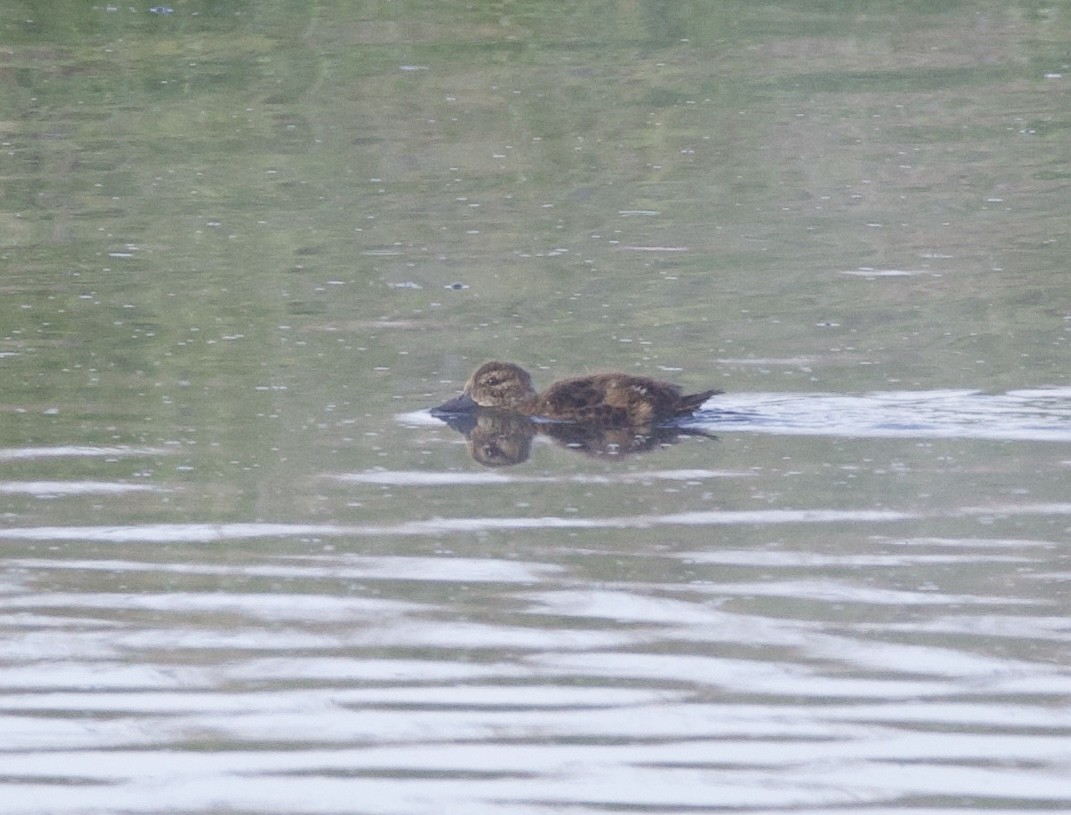 Zertzeta grisa - ML644251809