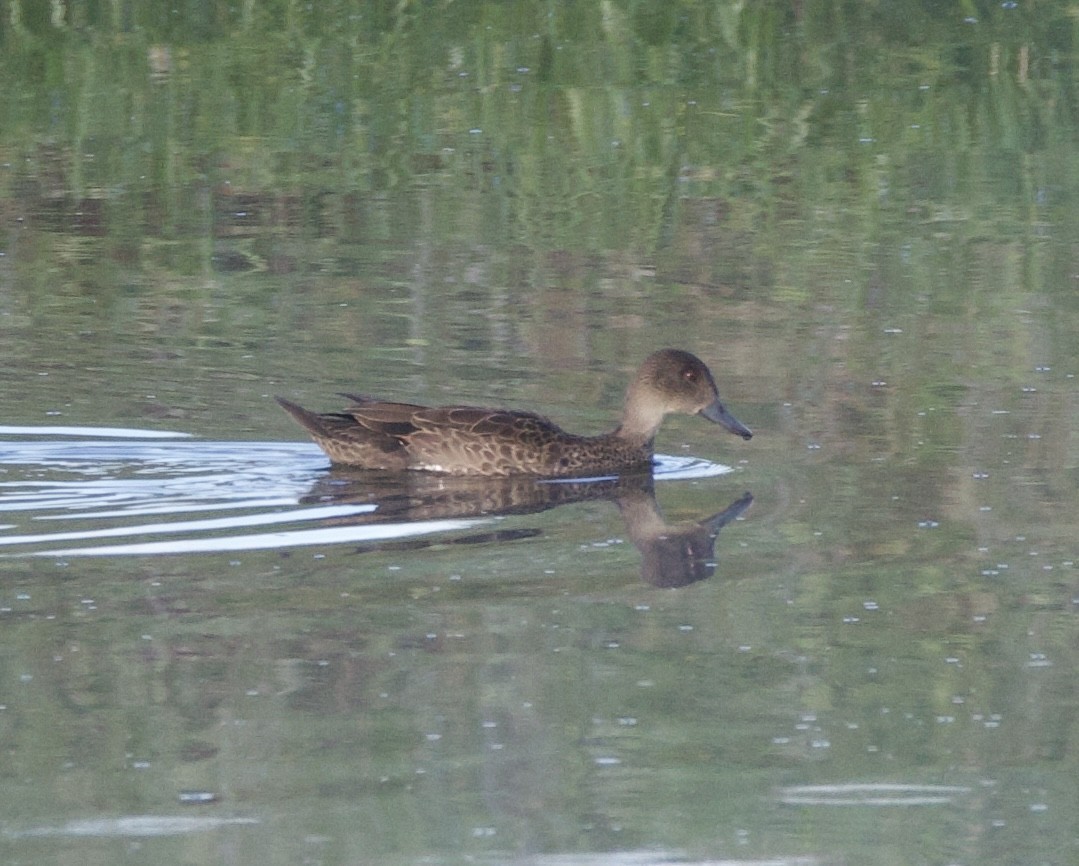 Zertzeta grisa - ML644251810