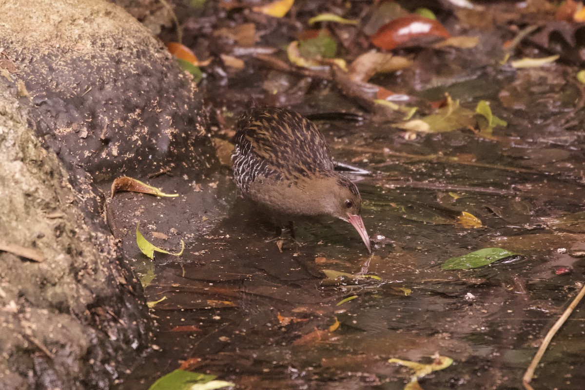 Lewin's Rail - ML644251811