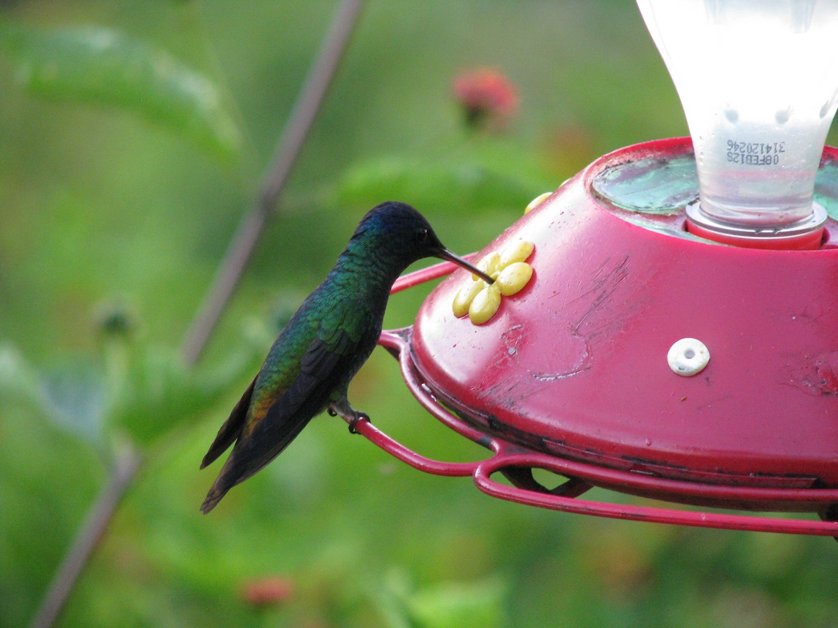 Golden-tailed Sapphire - ML644251812