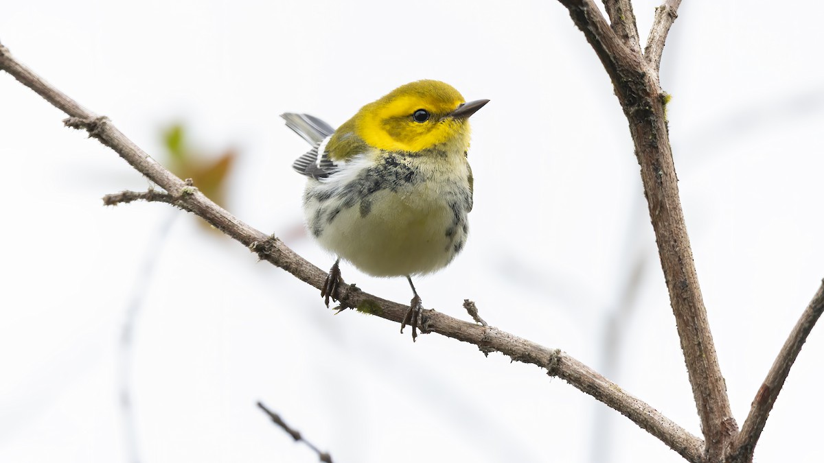 Black-throated Green Warbler - ML644251815