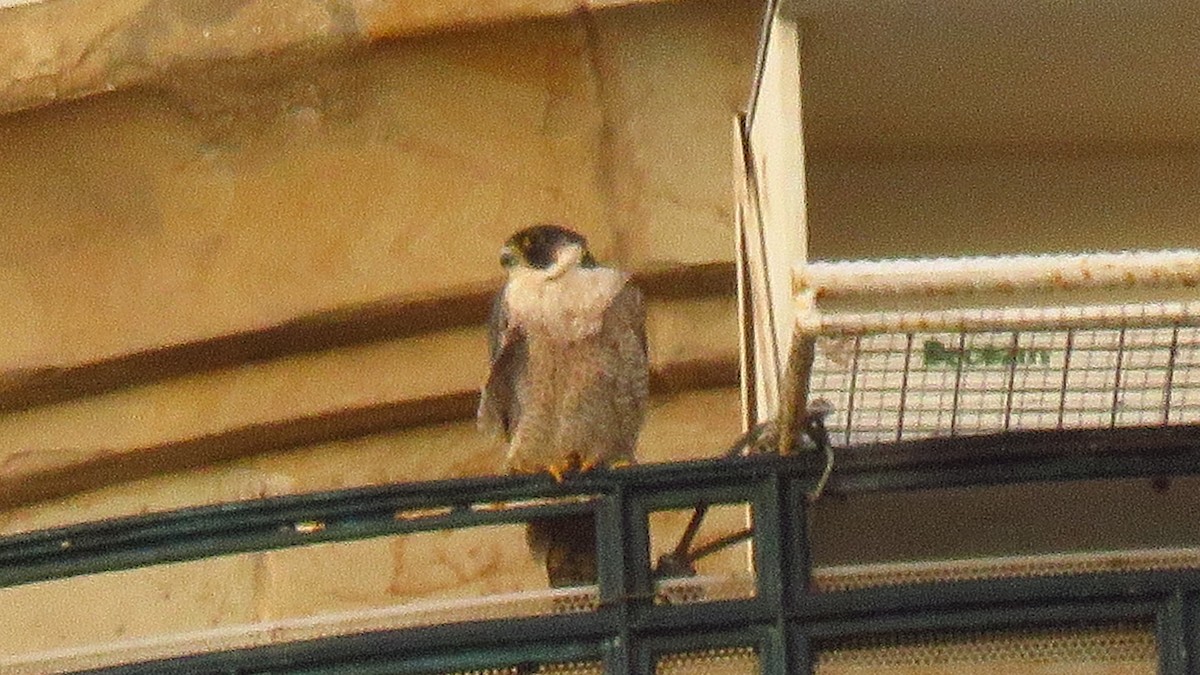 遊隼 - ML644251820