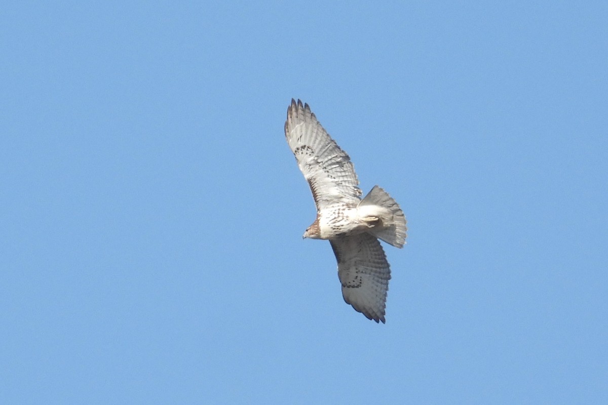 Red-tailed Hawk - ML644251821