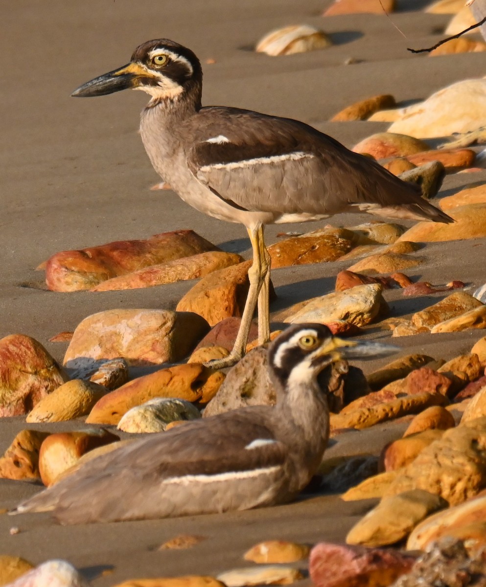 Beach Thick-knee - ML644251822