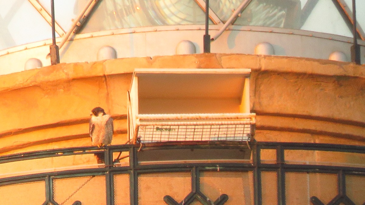 遊隼 - ML644251825