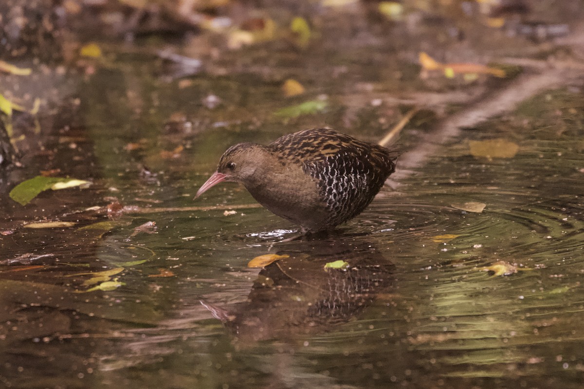 Lewin's Rail - ML644251826