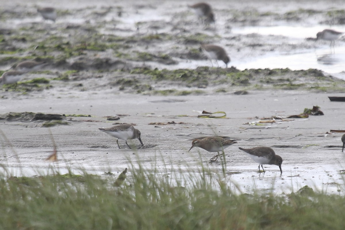Sharp-tailed Sandpiper - ML644251833