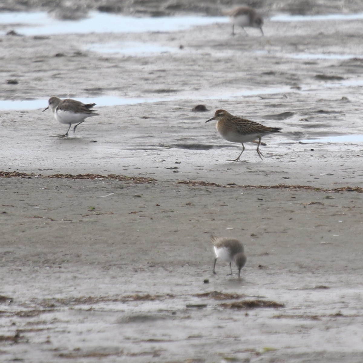 Sharp-tailed Sandpiper - ML644251835