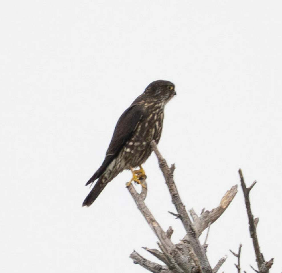 Merlin - ML644251837