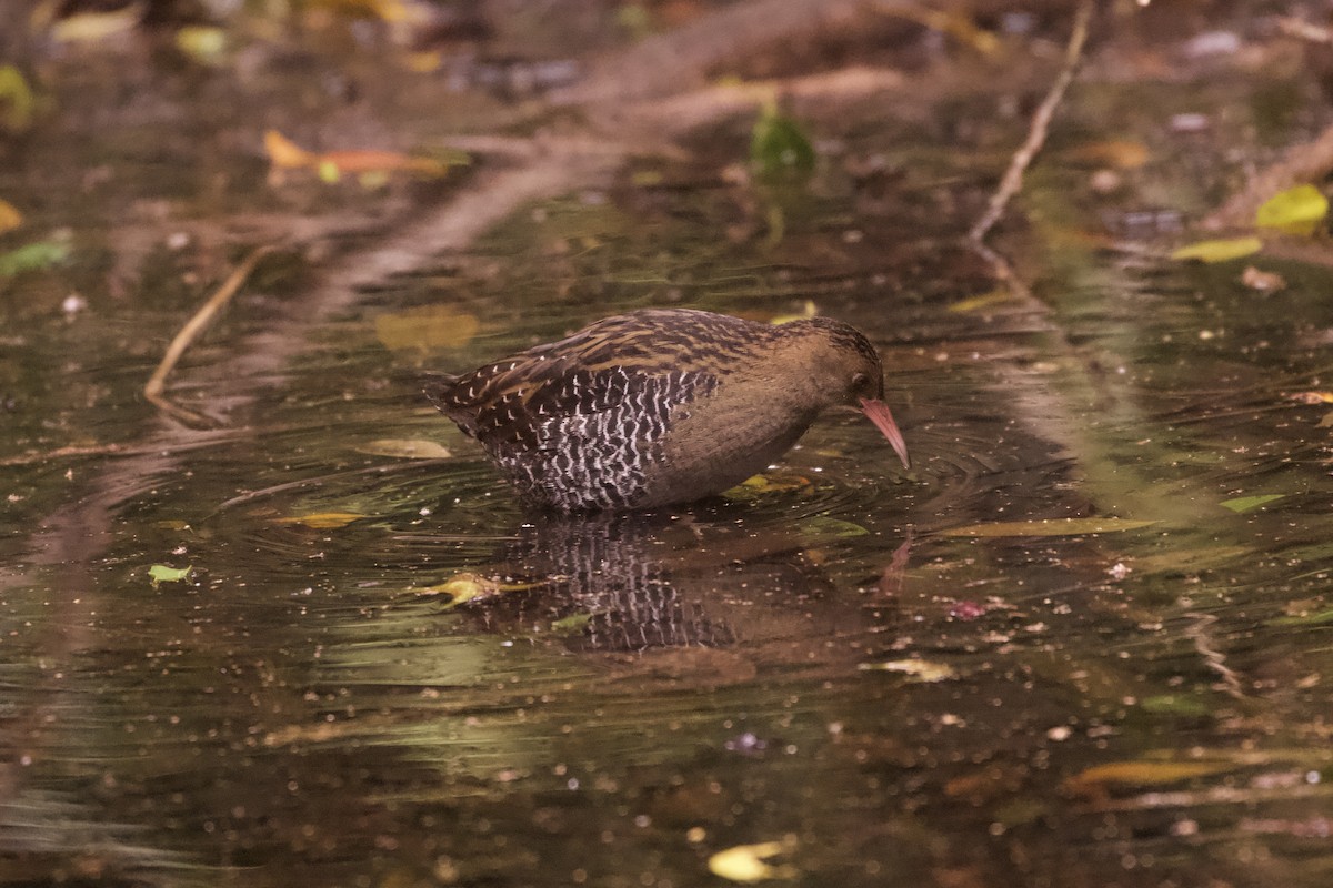 Lewin's Rail - ML644251844