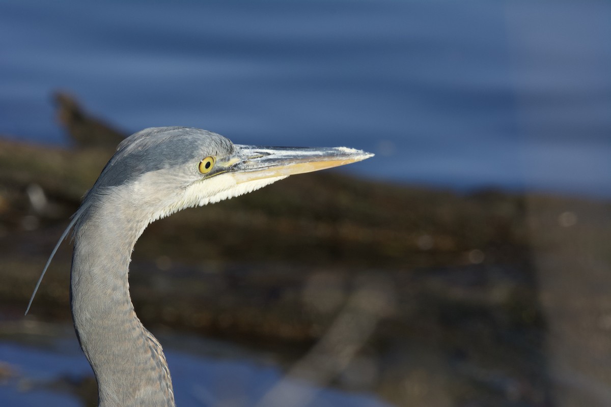 Great Blue Heron (Great Blue) - ML644251848