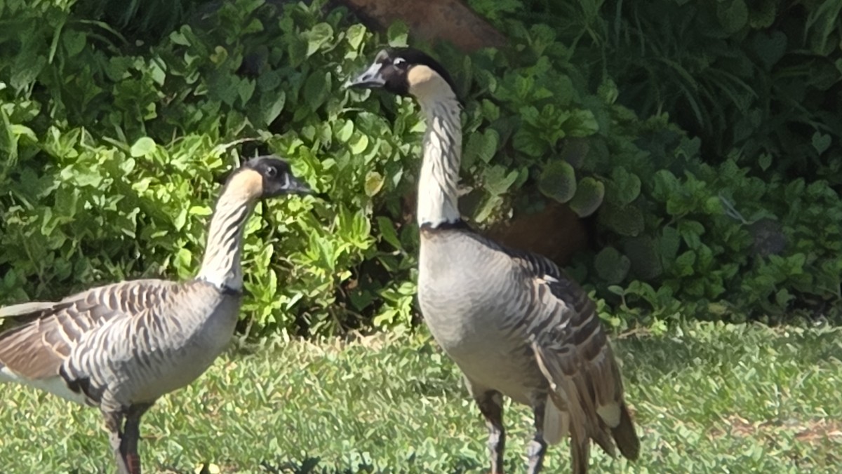 Гавайская казарка - ML644251853