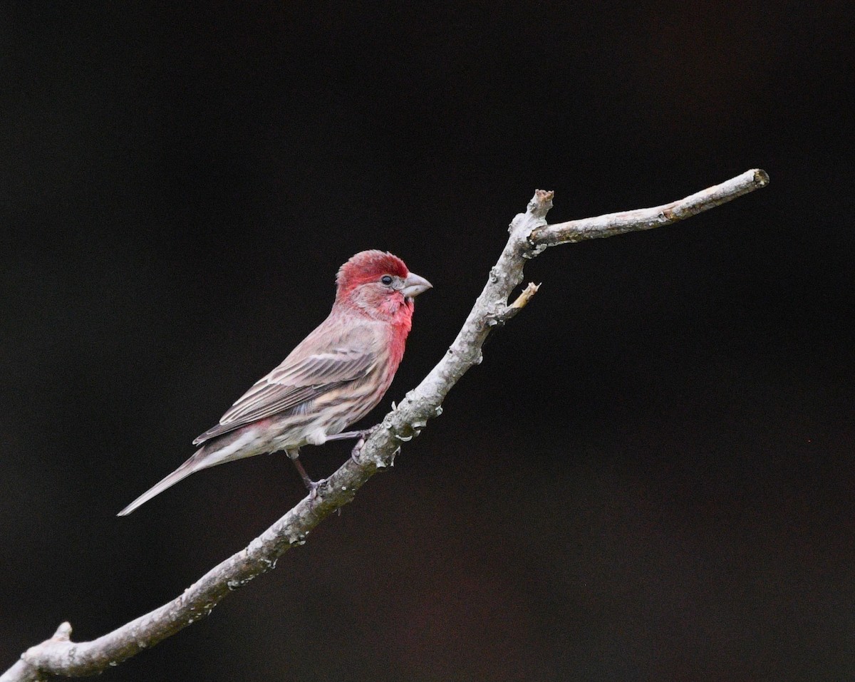House Finch - ML644251855