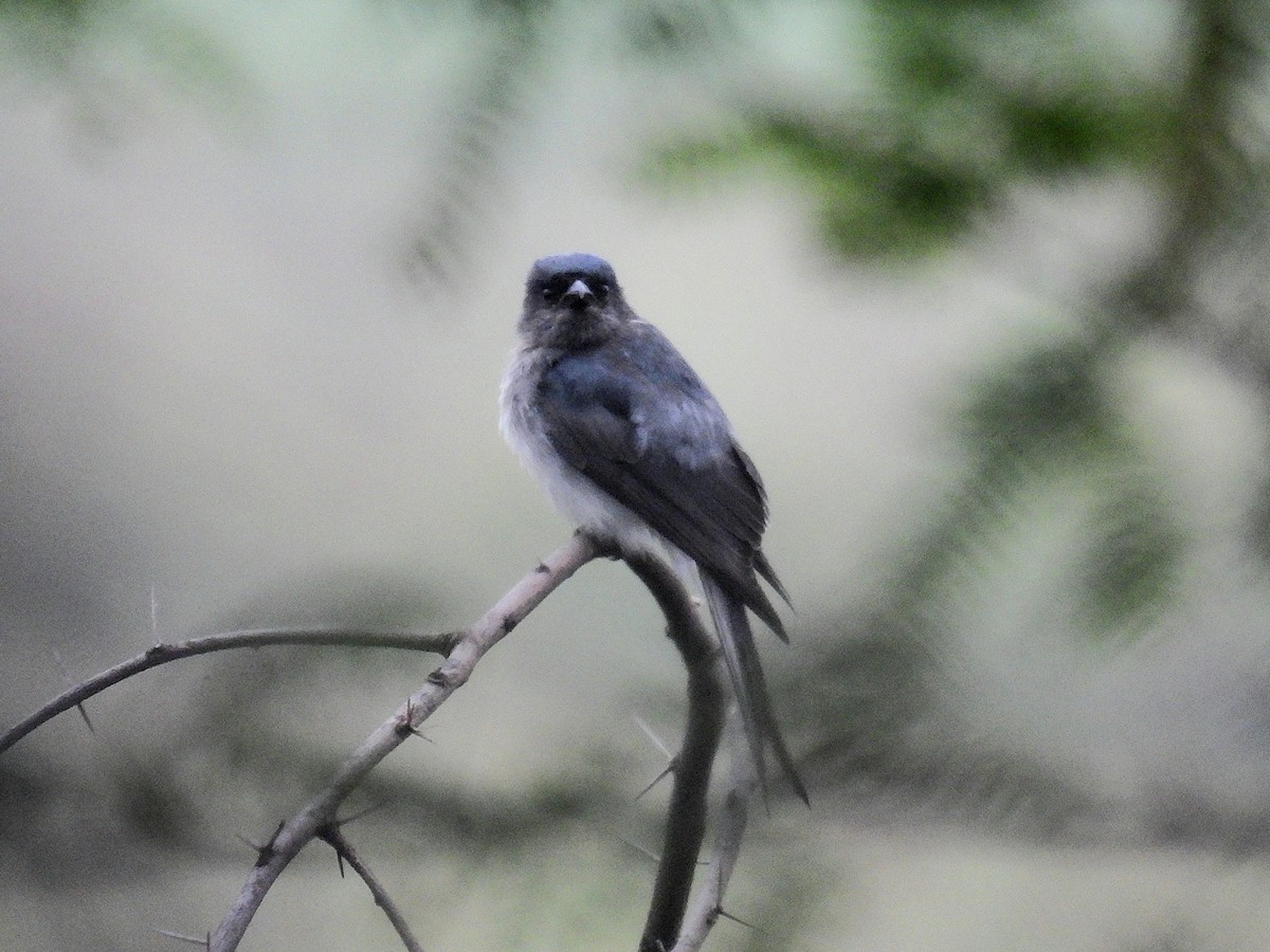 Ak Karınlı Drongo - ML644251864