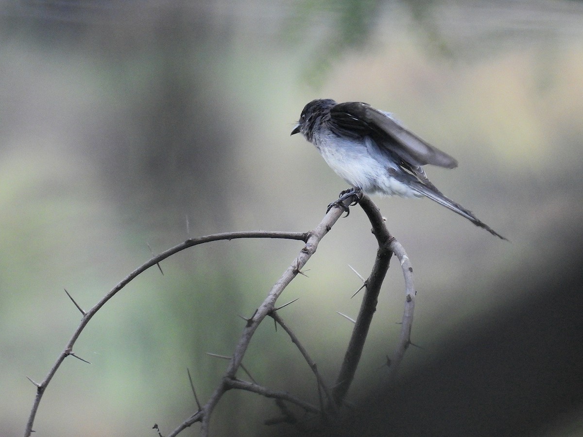 Ak Karınlı Drongo - ML644251865