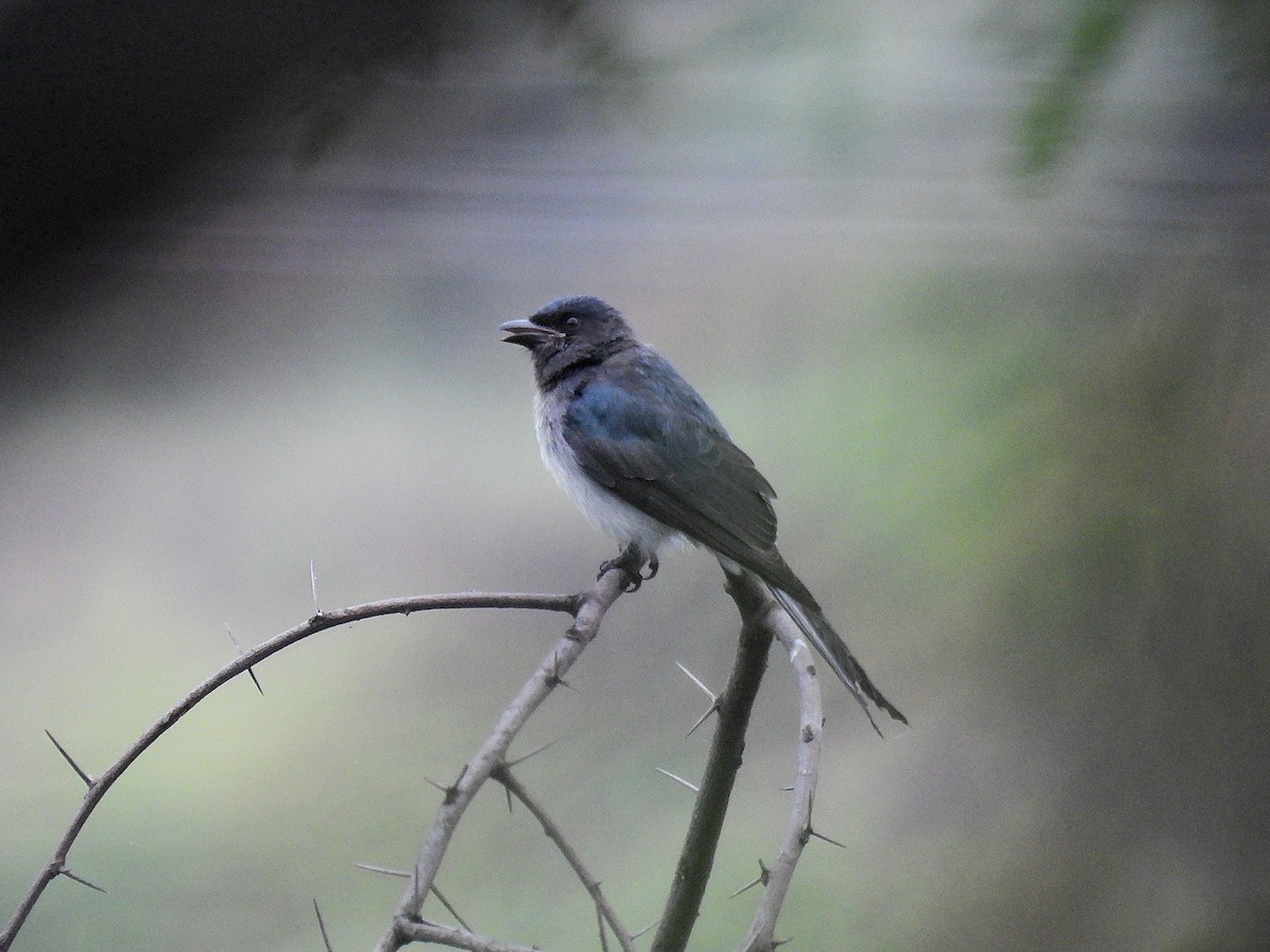 Ak Karınlı Drongo - ML644251866