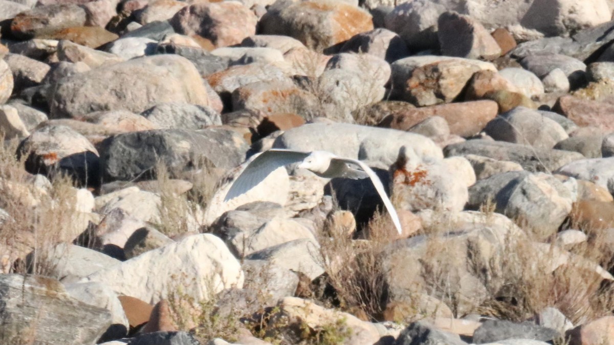 Бургомистр - ML644251867