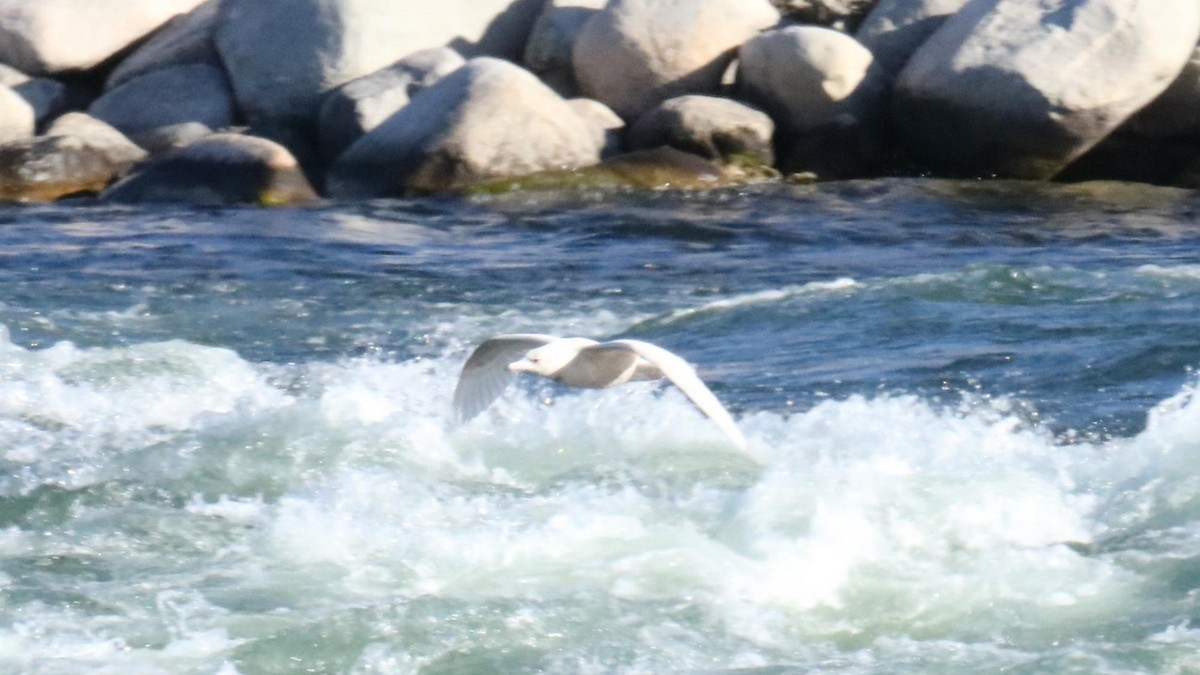 Бургомистр - ML644251868