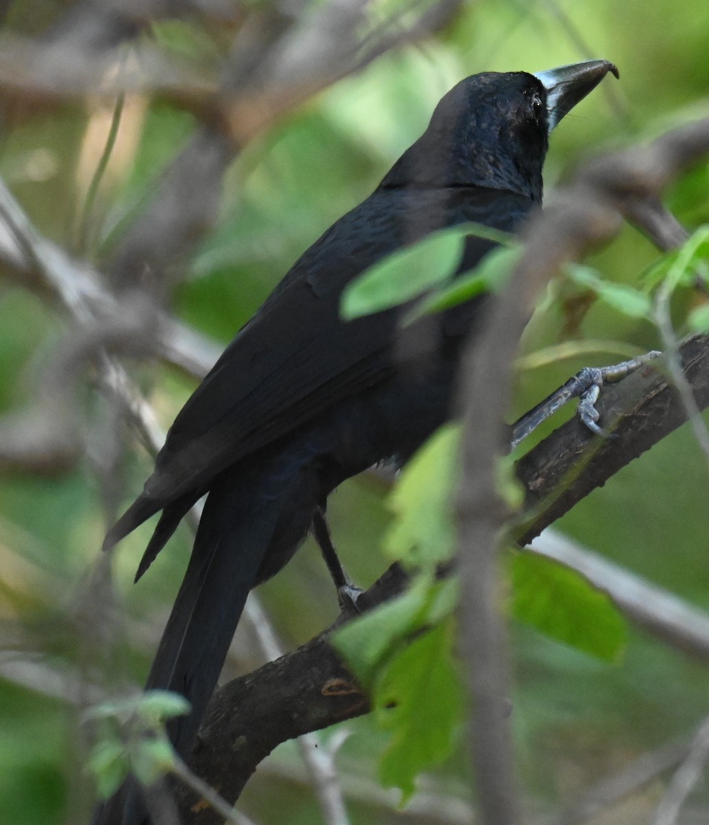 Black Butcherbird - ML644251869
