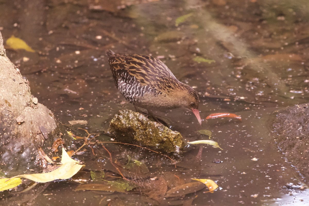 Lewin's Rail - ML644251870