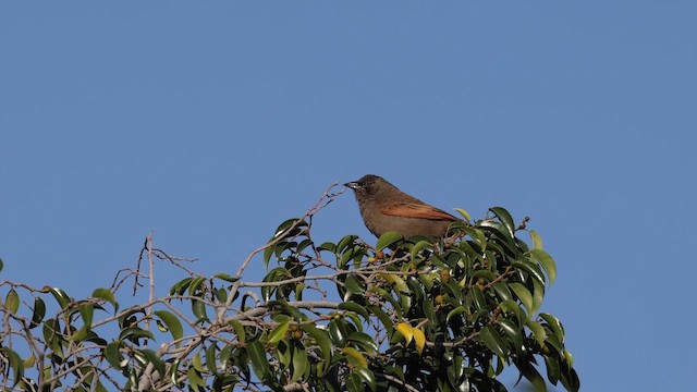 Grayish Baywing - ML644251884