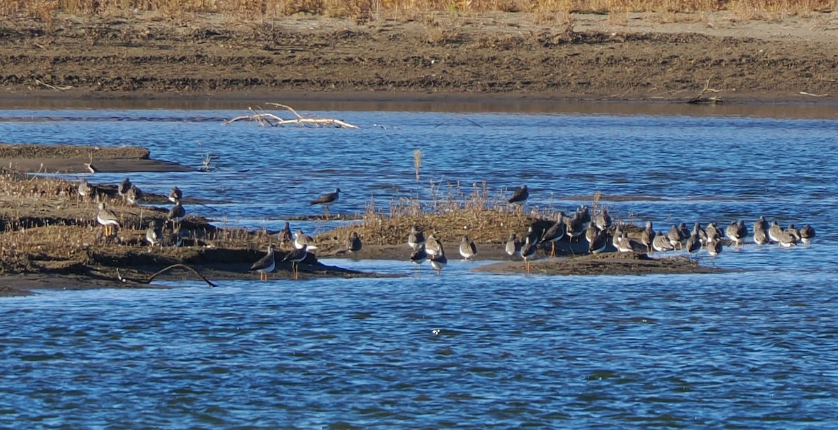 Greater Yellowlegs - ML644251885