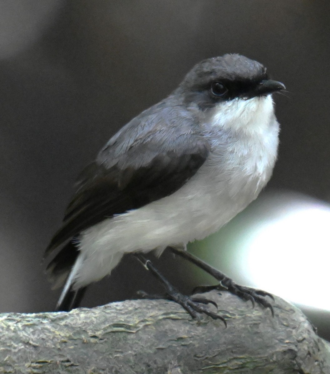 Mangrove Robin - ML644251895