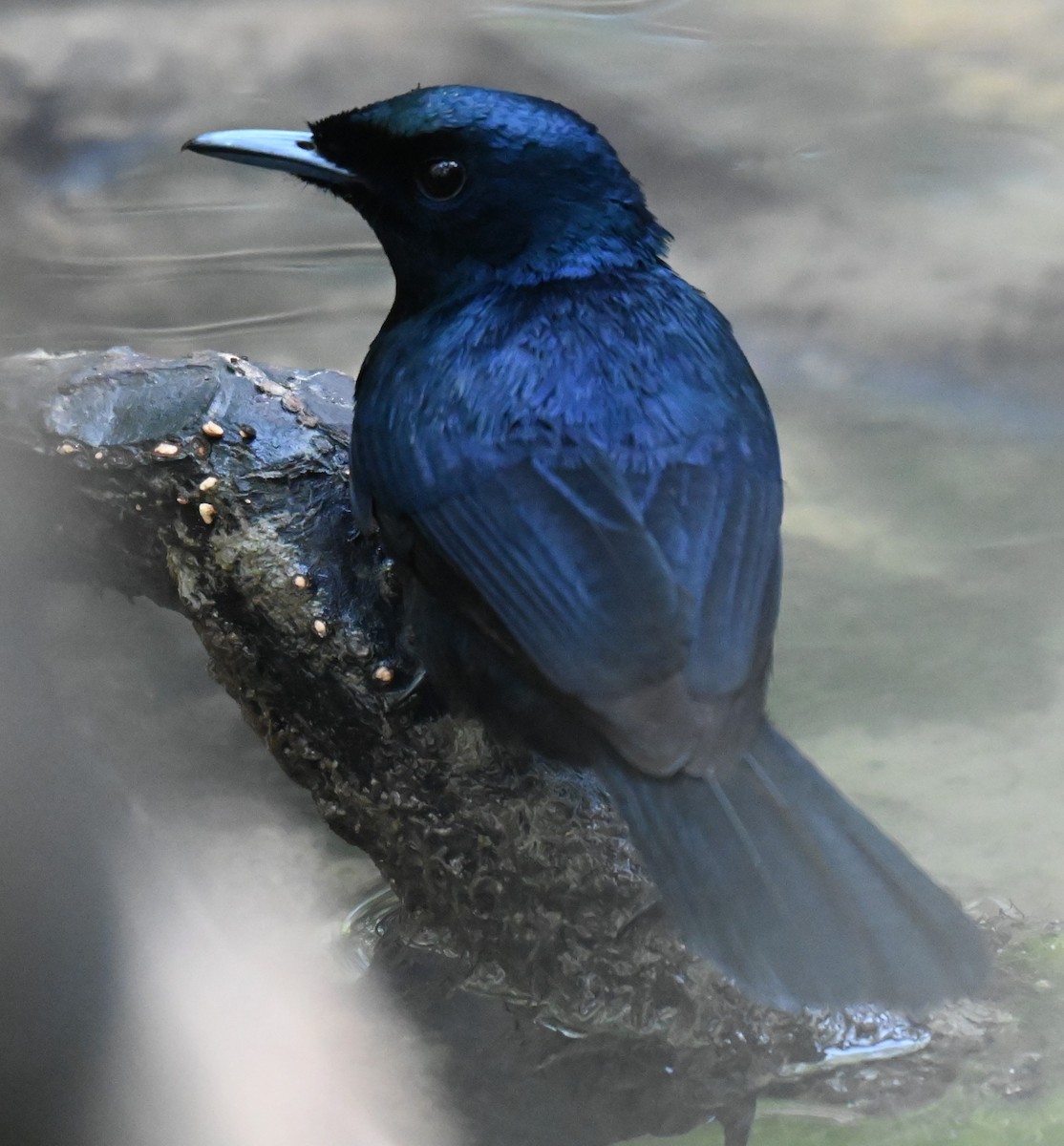 Shining Flycatcher - ML644251901