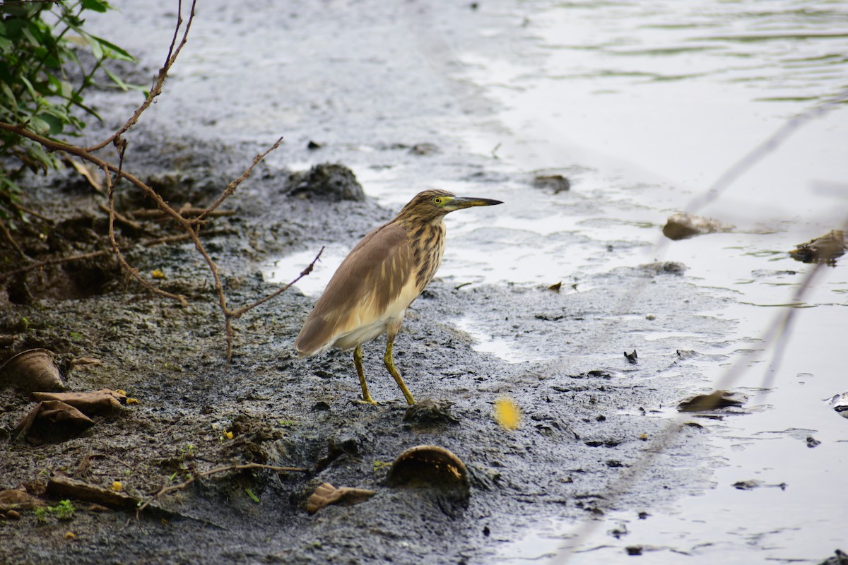 Indian Pond-Heron - ML644251917
