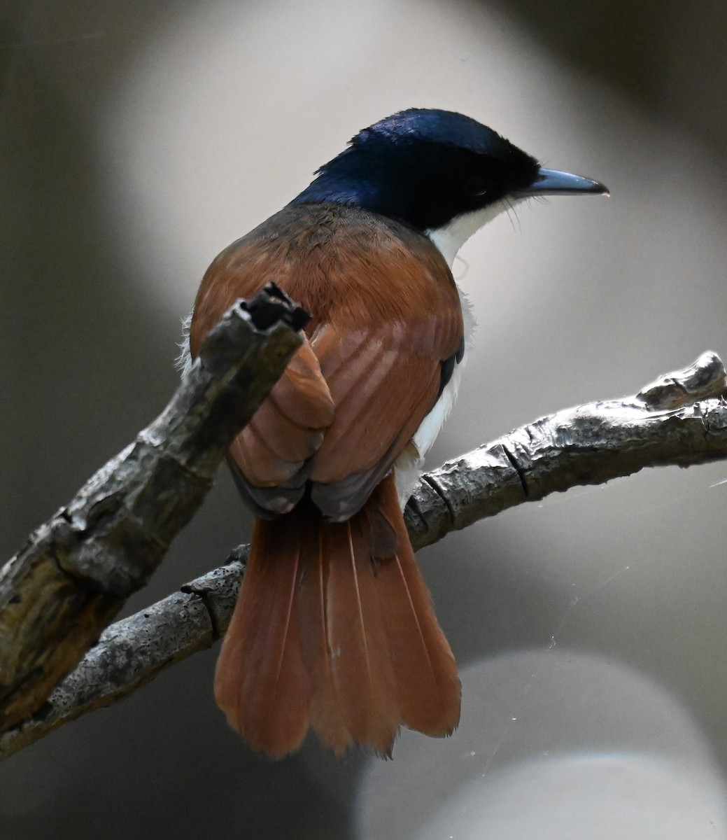Shining Flycatcher - ML644251924