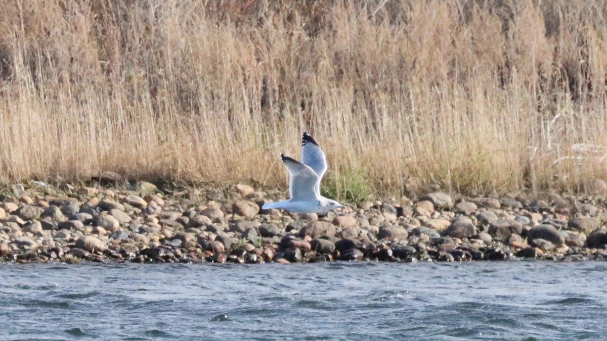 American Herring Gull - ML644251927