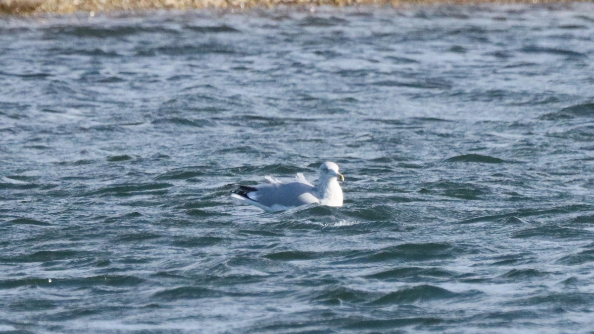 American Herring Gull - ML644251928