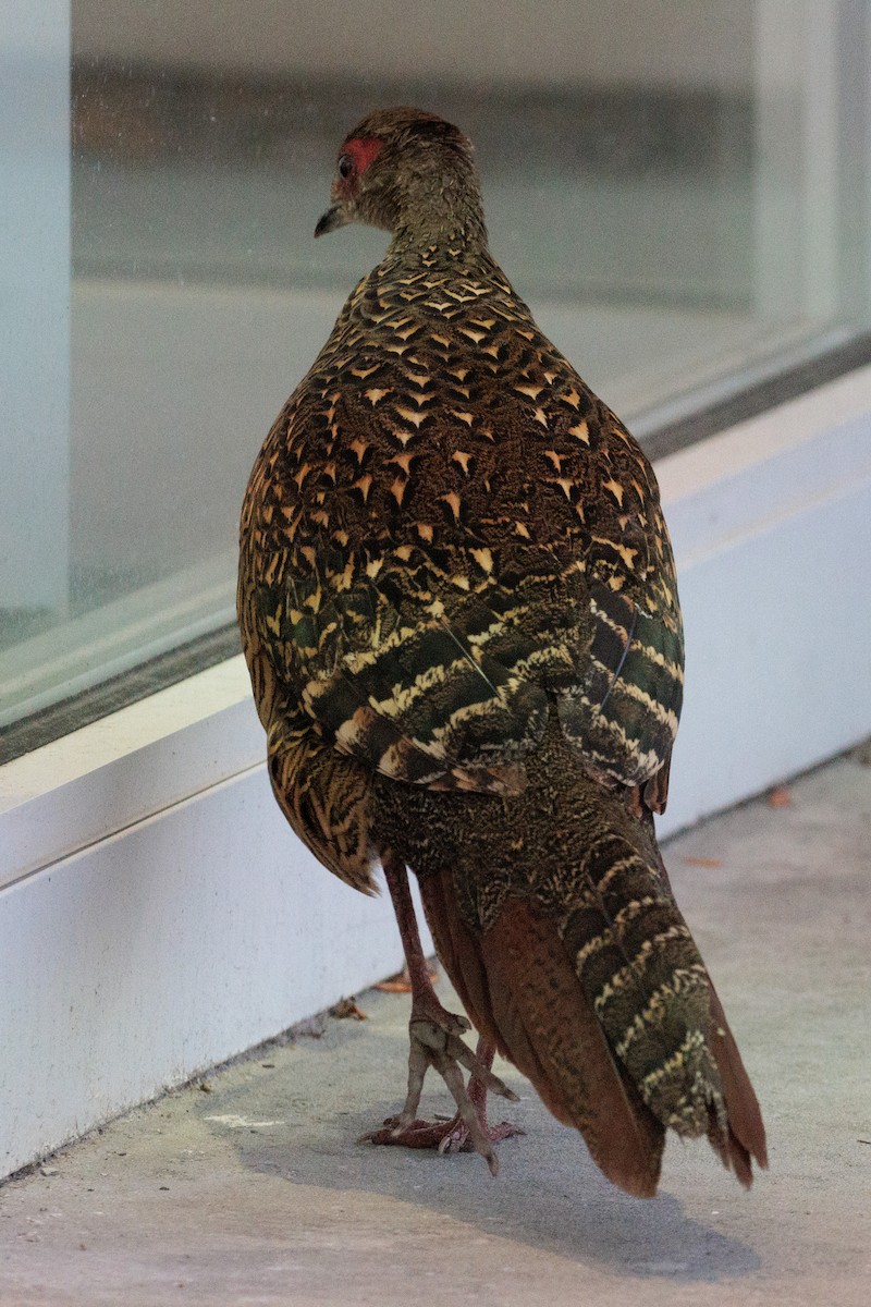 Faisan de Swinhoe - ML644251938